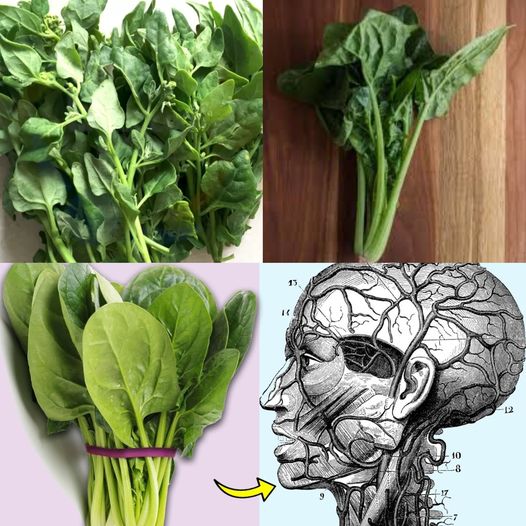 What Happens to Your Body When You Eat Spinach Every Day