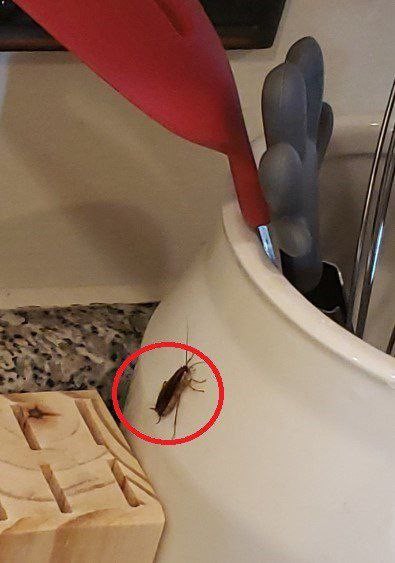 A Simple And Cheap Way To Get Rid Of Cockroaches From Your Home.