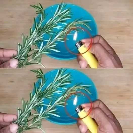 Burn 1 sprig of rosemary at home and see what happens after 10 minutes