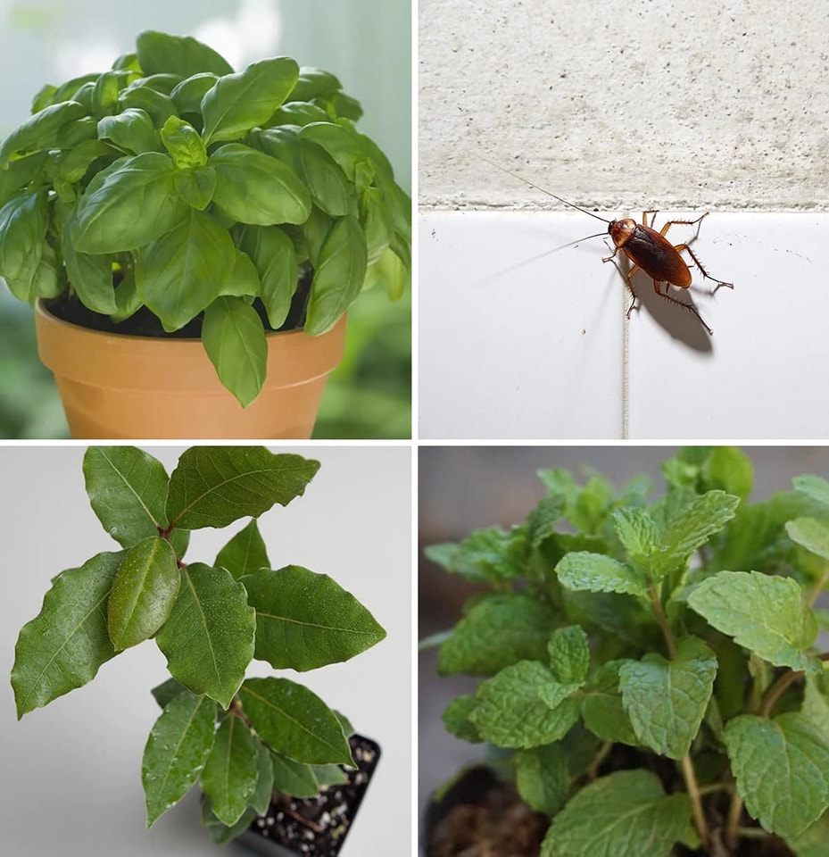 Plants that keep ants, cockroaches and flies away from your home