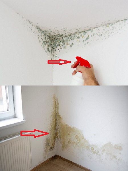 Grandma’s Time-Tested Solution: Banishing Mold from Your Home