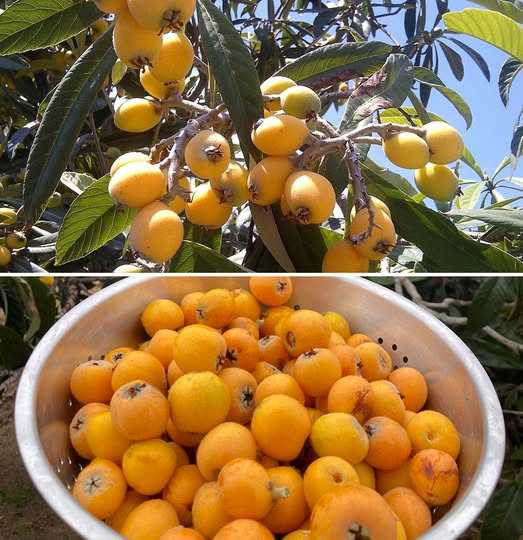 Medlars: The Laxative Fruit That Lowers Cholesterol, Prevents Cancer and Triples Defenses