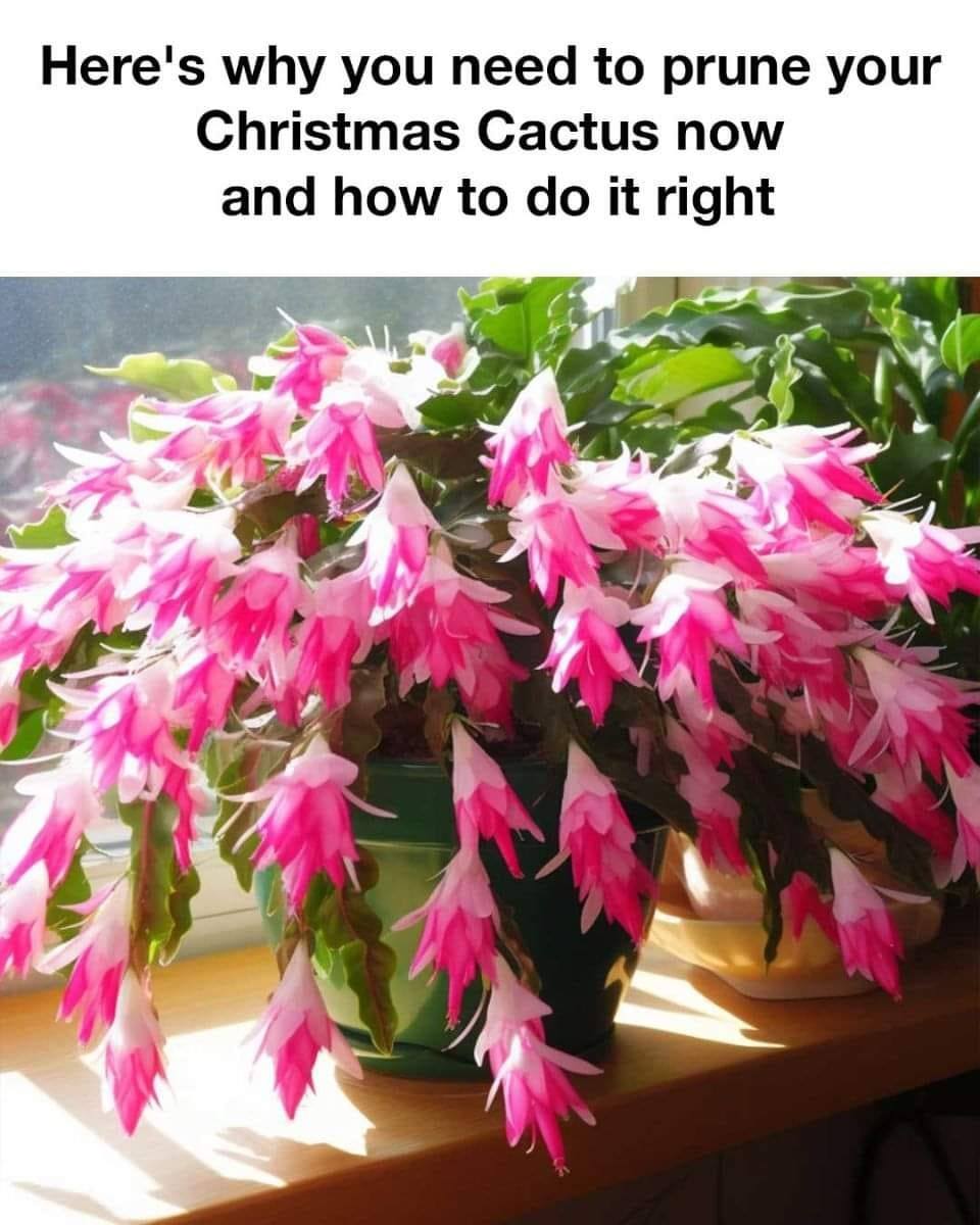 Here’s Why You Need to Prune Your Christmas Cactus Now—and How to Do It Right