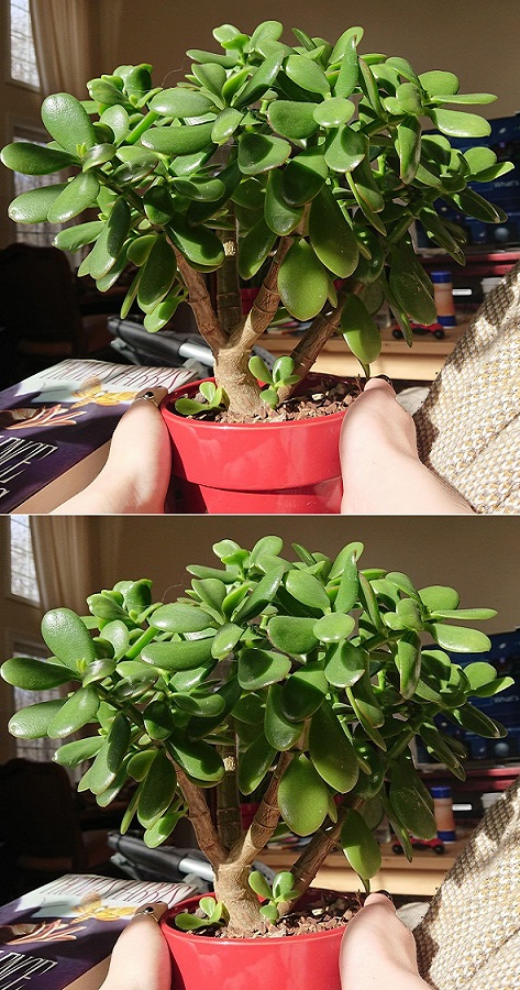 Harnessing Prosperity and Happiness with the Jade Tree