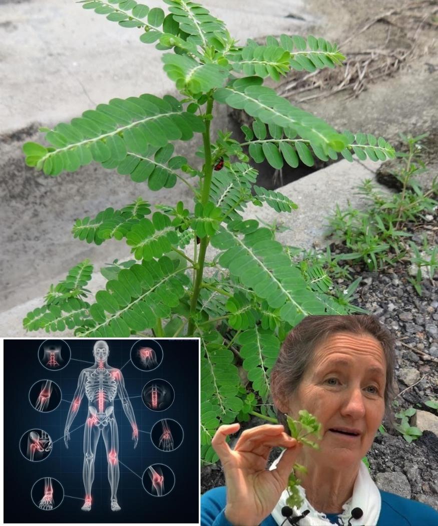 The Stonebreaker Plant (Phyllanthus niruri): Nature’s Remedy for Liver and Kidney Health