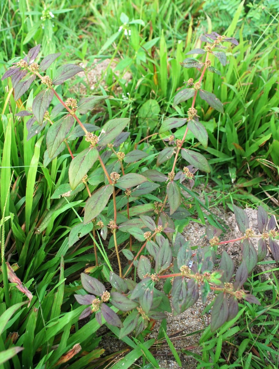 Surprising Health Benefits of Large-Leafed Euphorbia