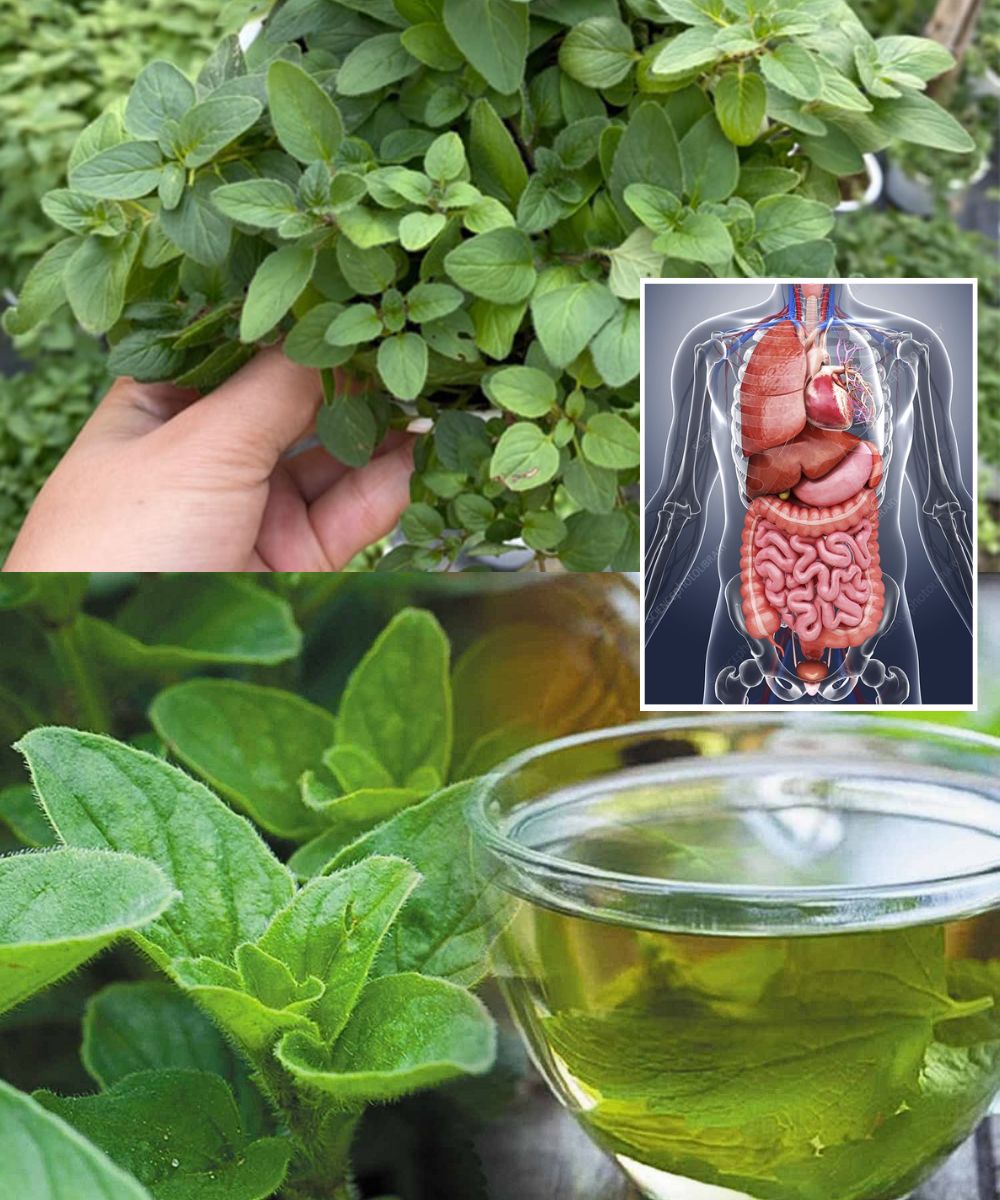 Oregano Tea: Proper Preparation and Health Benefits