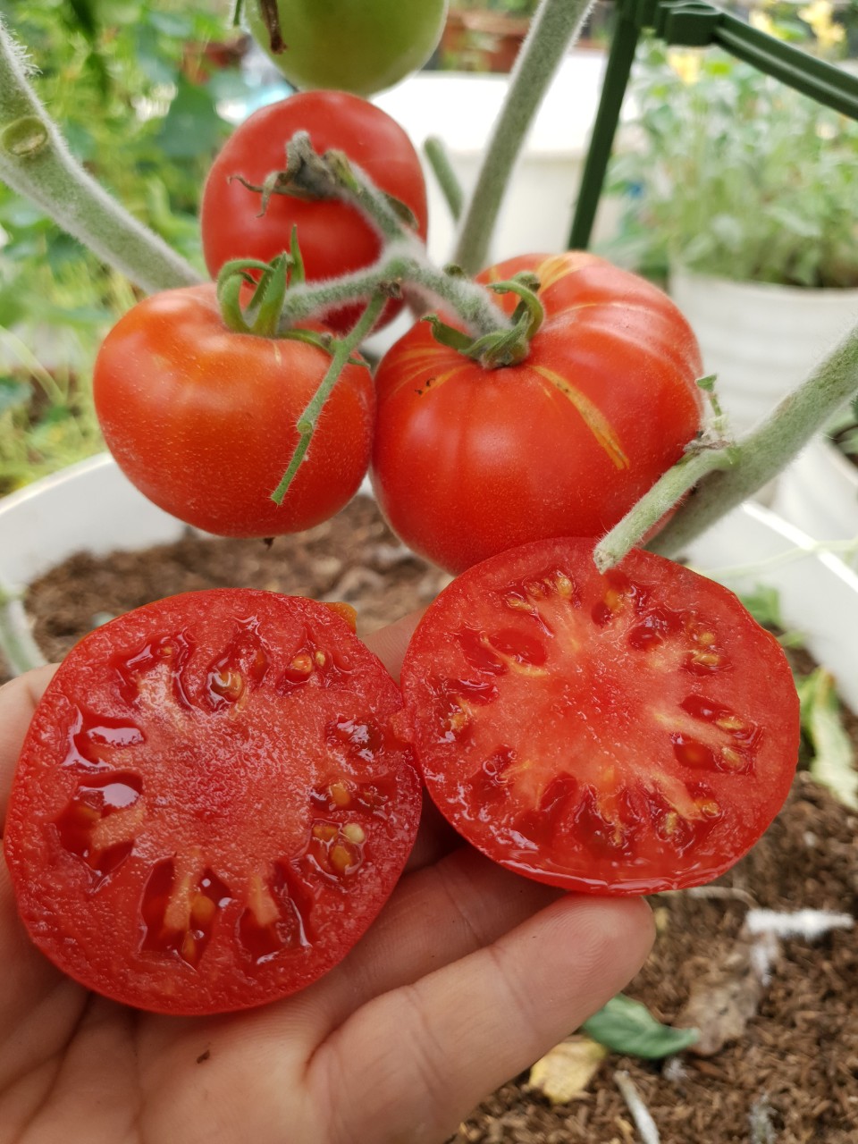 What Happens to Your Body When You Eat One Tomato Every Day