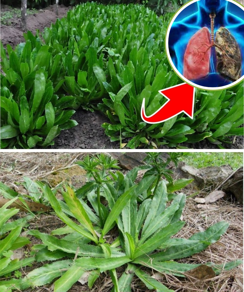 Culantro: The Underrated Super Herb That Packs a Nutritional Punch