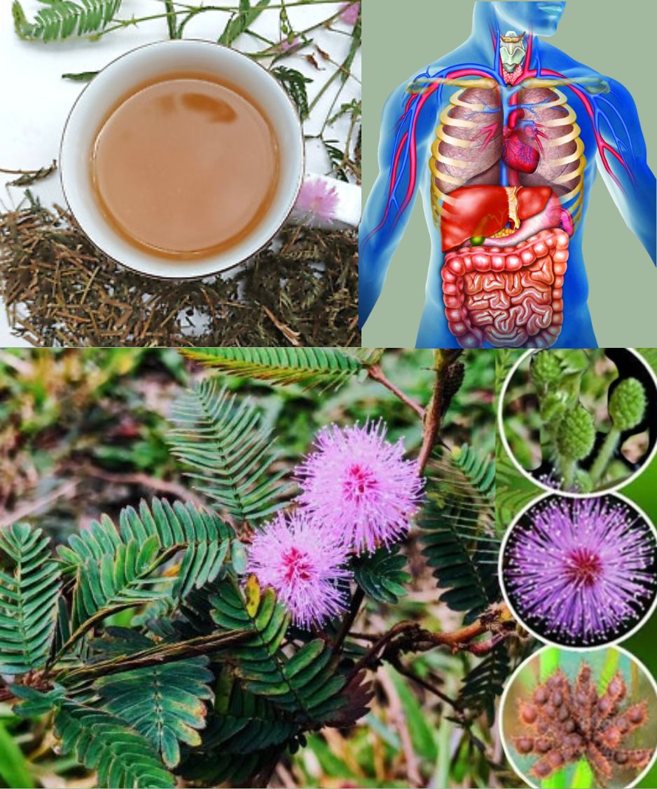 Mimosa Pudica: Pros and Cons of The Sensitive Plant You Should Know Before Use