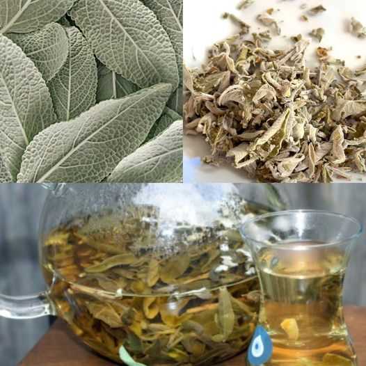 Unlock the Healing Power of Sage Tea: A Lifesaver for Your Gut Health