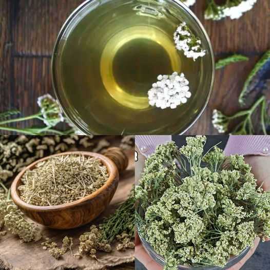 Unlock the Healing Powers of Yarrow Tea: A Natural Remedy to Combat Bacteria and Fungi