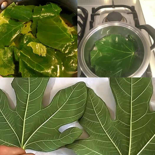 Fig Leaf Tea: A Natural Solution for Managing Blood Sugar Levels