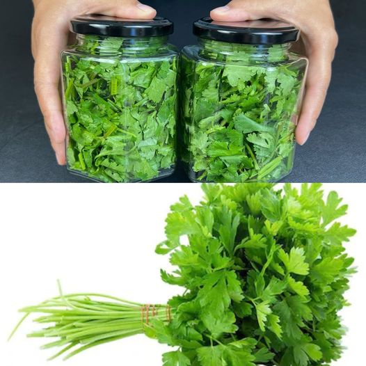 Keep Your Cilantro Fresh for Longer: Easy Tips to Store Coriander in the Fridge