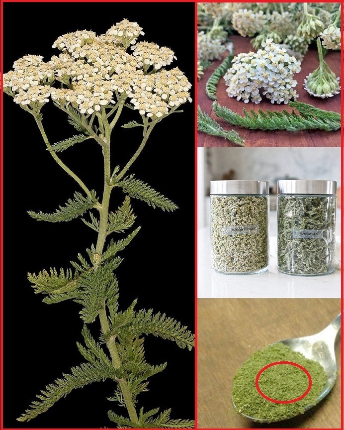 Yarrow: Nature’s Time-Saving Herb