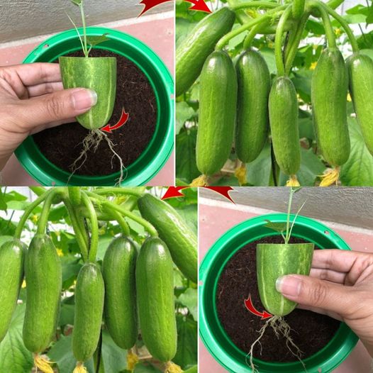 Discovering a Surprising Way to Propagate Cucumbers