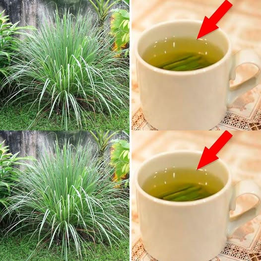 Discover the Benefits of Lemongrass Tea: Your New Favorite Wellness Drink