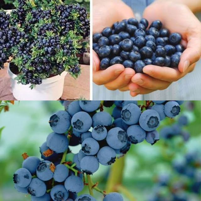 The Art of Growing Blueberries: From Garden to Table