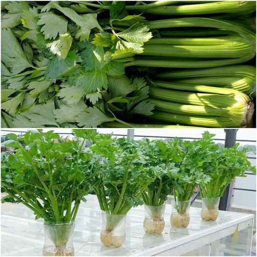 Grow Crunchy Celery with Ease: A Fun DIY Method Using Plastic Bottles