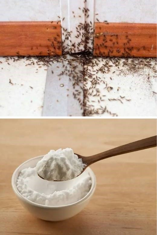 How to keep ants away with baking soda?