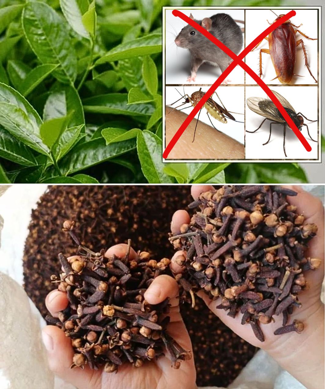 Natural Pest Repellent: Keep Your Home and Garden Safe Without Harsh Chemicals