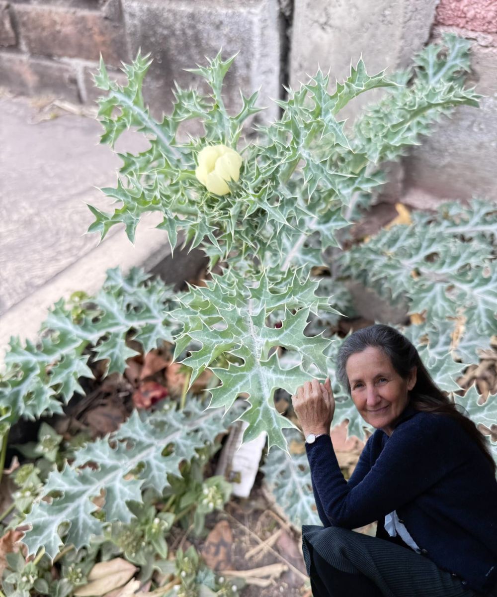 Chicalote (Argemone Mexicana): The Holy Thistle with Remarkable Medicinal Benefits