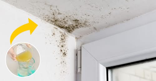 How to remove mold from walls forever and without chemicals