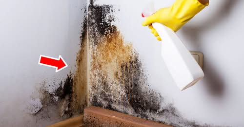 3 Ultimate Tricks to Remove Mold from Walls in 5 Minutes