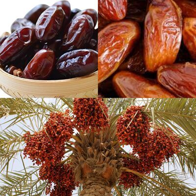 Nutritional Powerhouse: Why Dates Deserve a Place in Your Diet