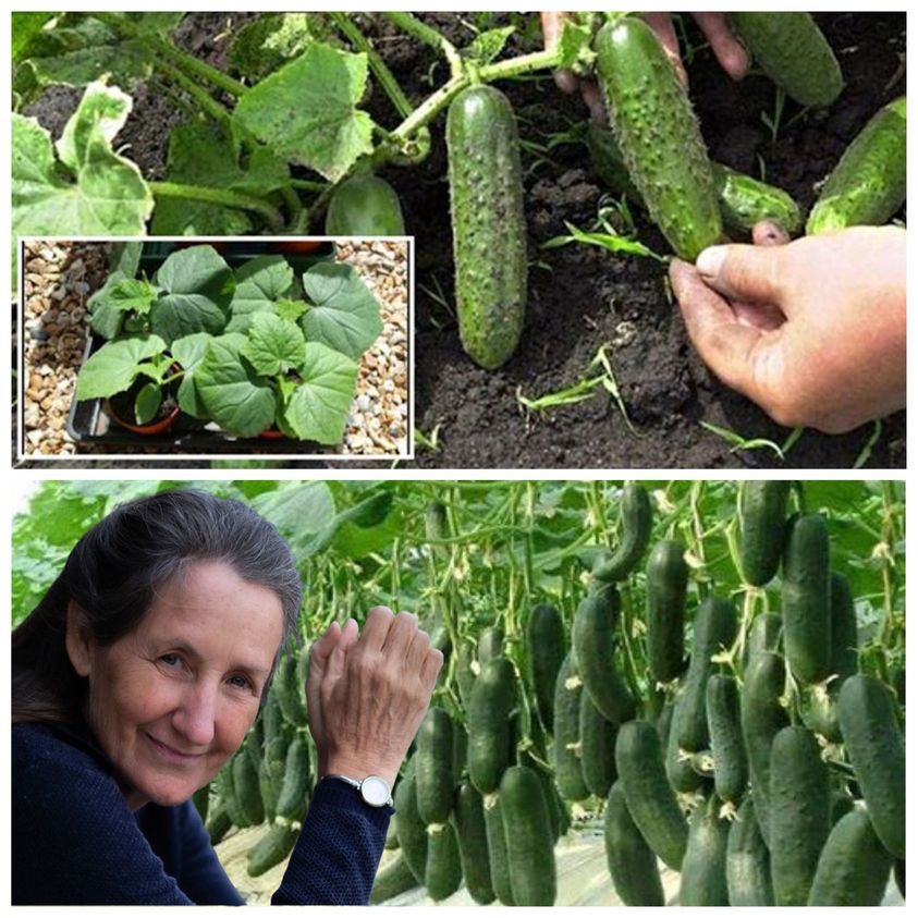 7 Essential Guidelines for Successful Cucumber Planting