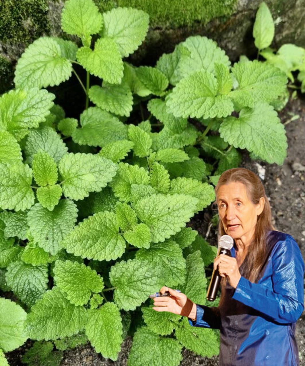 15 Reasons Lemon Balm is Essential for Your Health: Every Home Should Have a Plant