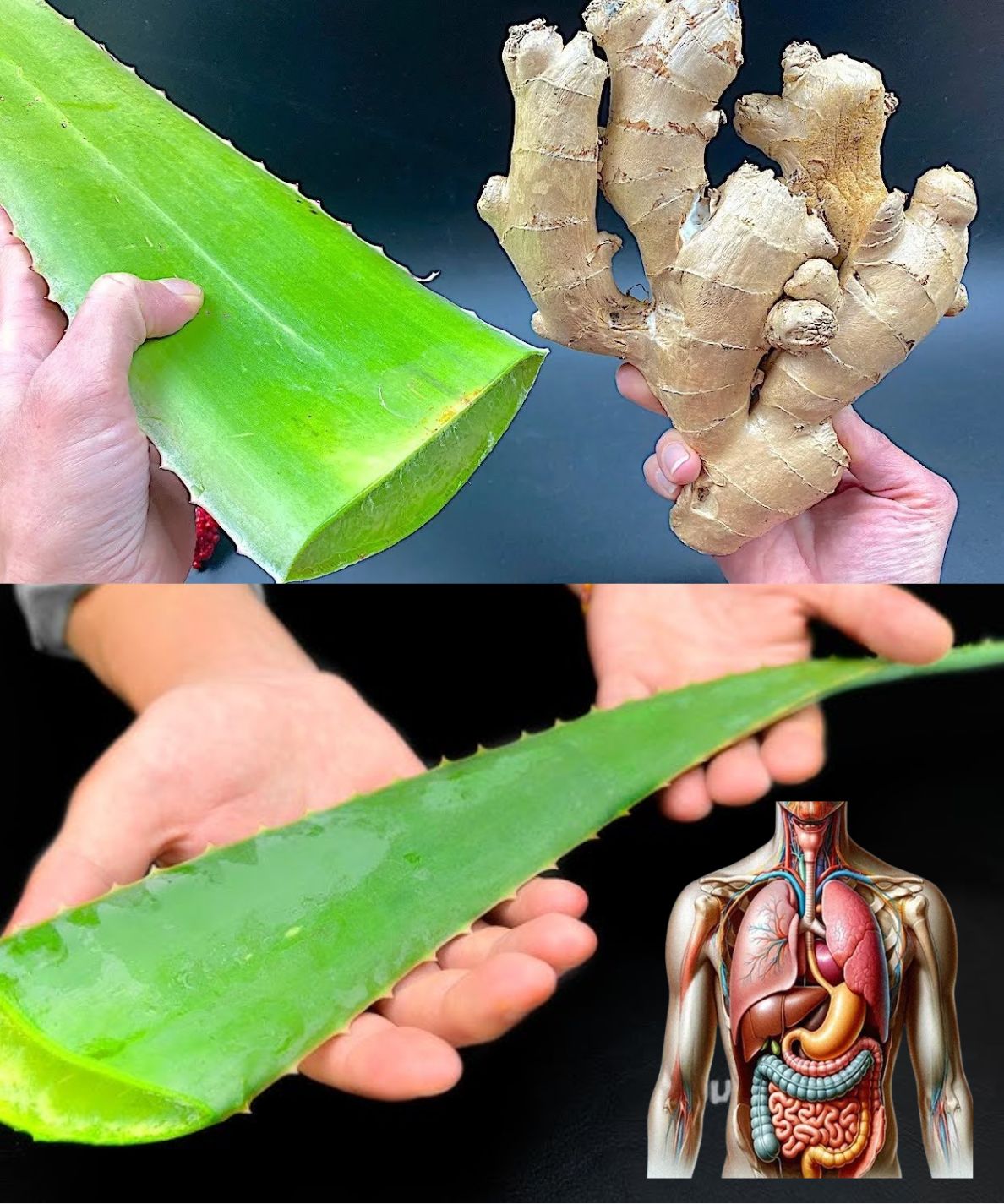 Ginger and Aloe Vera: A Natural BOMB 150 Times Stronger Than Garlic and Lemon! Destroy All Bacteria!