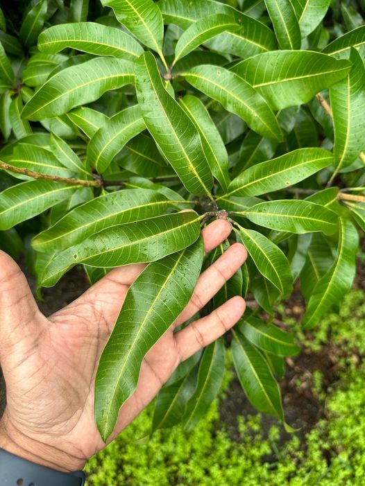 The Incredible Health Benefits of Mango Leaves: A Comprehensive Guide