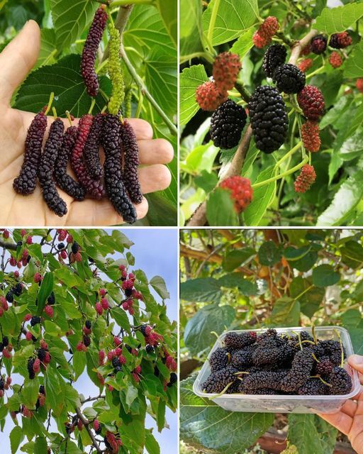 The Marvelous Mulberry: A Homesteader’s Best Ally