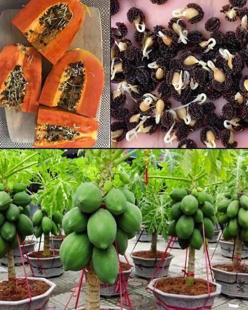 Cultivating Papaya in Pots: A Guide to Home-Grown Tropical Bliss