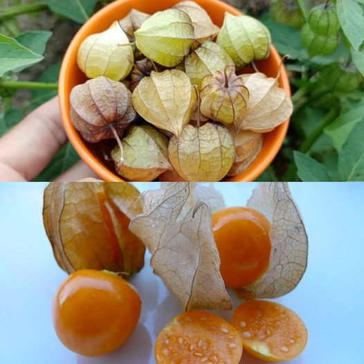 The Physalis plant, also known as Canapum or Canapu, is often referred to as a hidden treasure in natural medicine due to its numerous health benefits