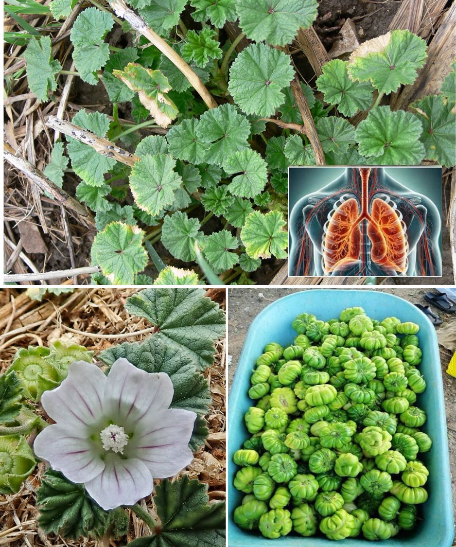 Exploring the Health Benefits of Common Mallow: An Endless Source of Nutrition