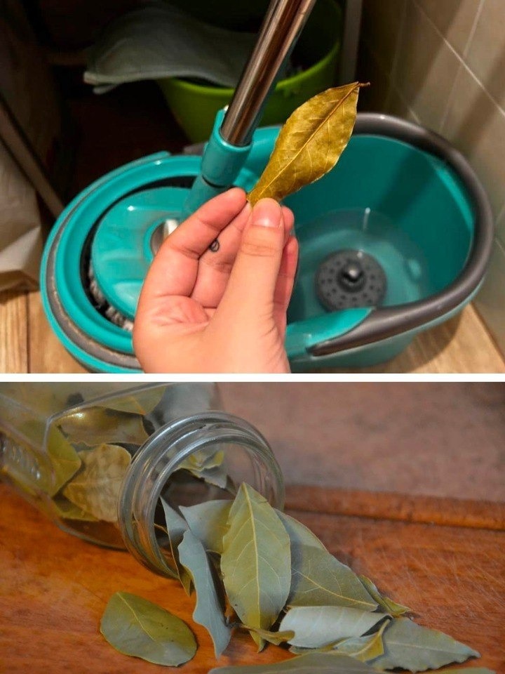 Here’s Why Adding a Bay Leaf to Your Mop Bucket is a Must