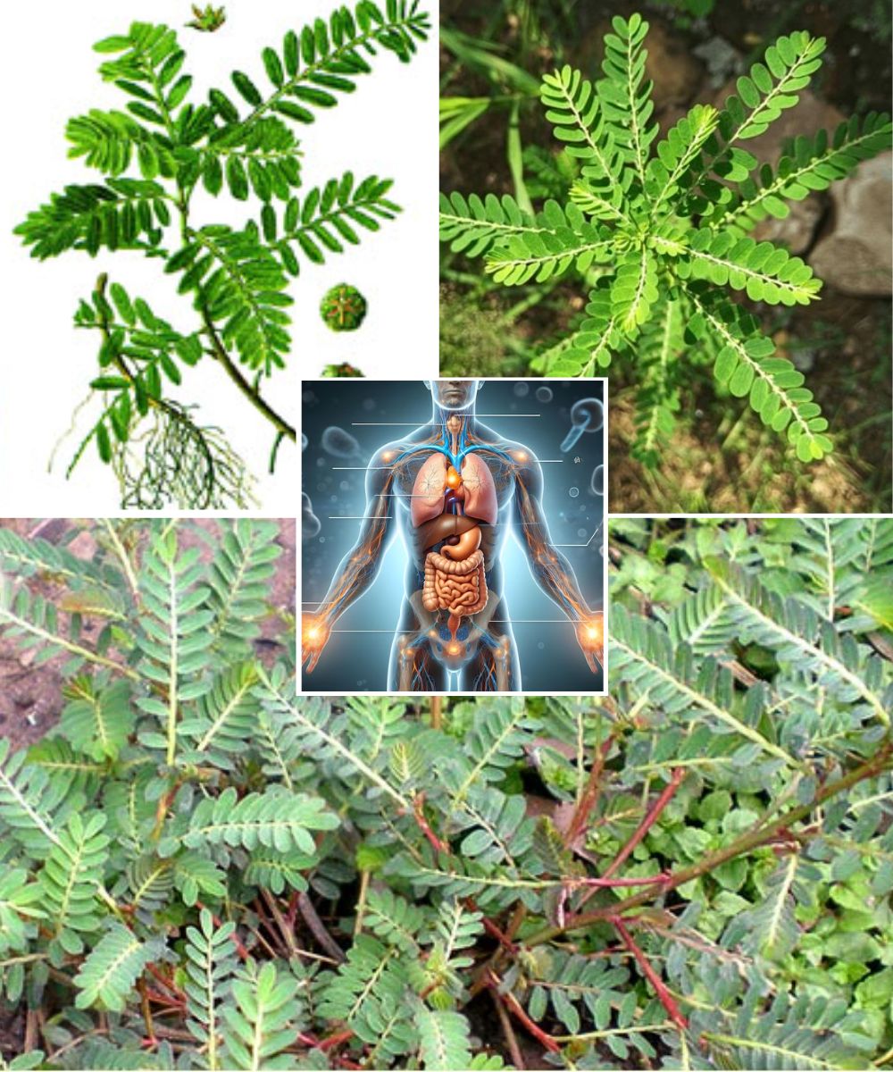 Health Benefits of Mimosa Pudica (Touch-Me-Not Plant)