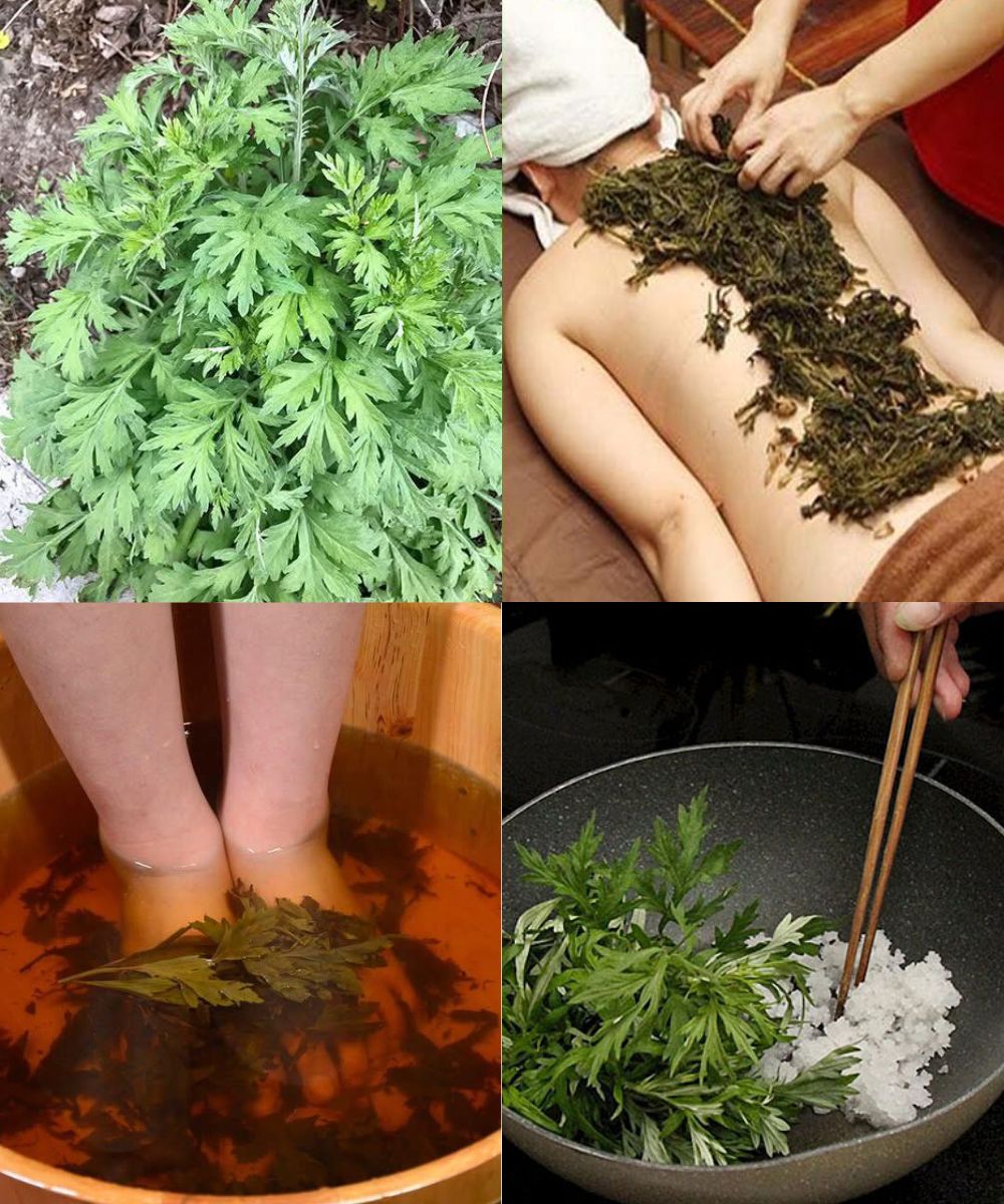 The Power of Mugwort Leaves: A Natural Remedy for Over 10 Diseases