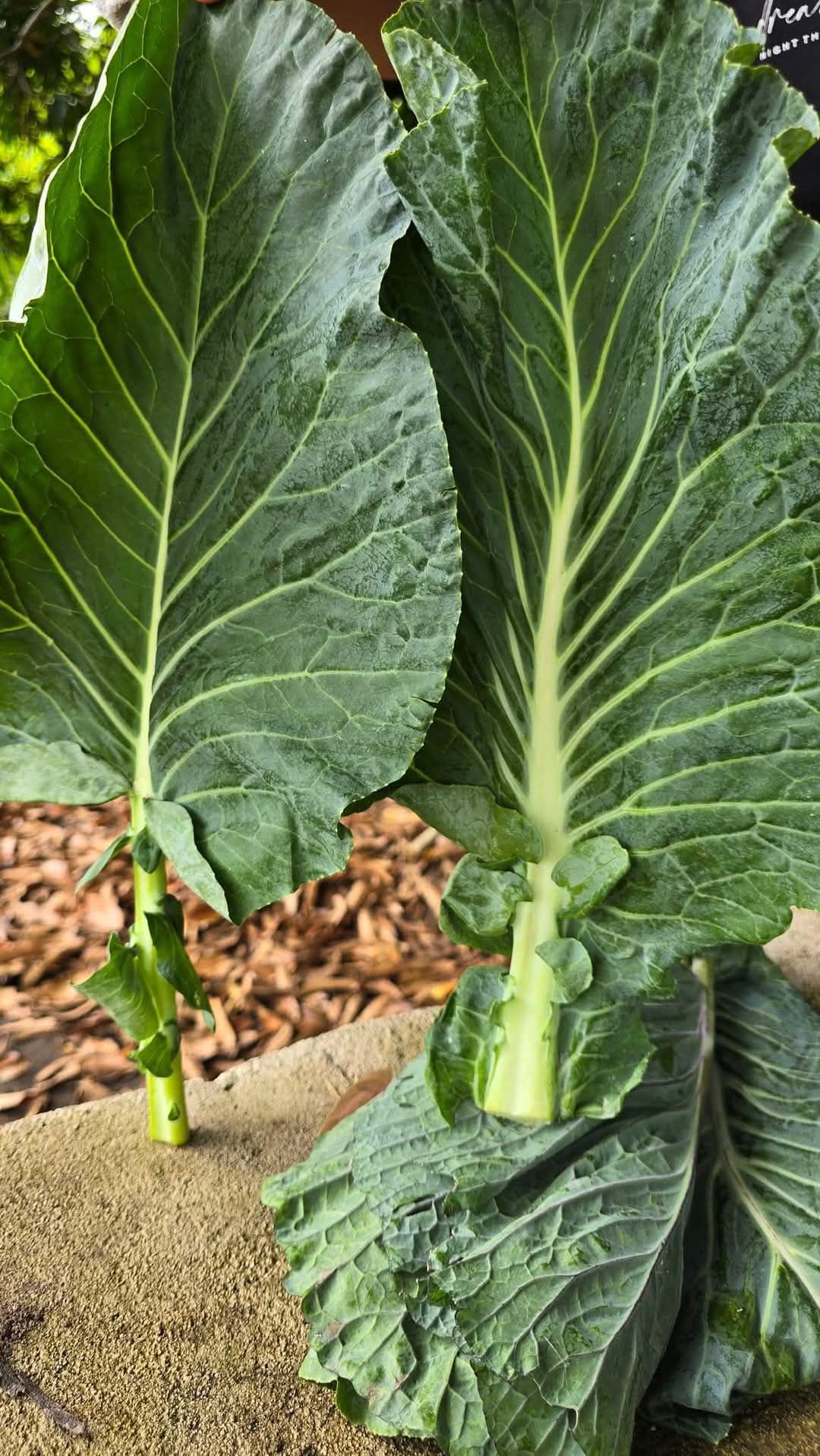 Cabbage Leaves: One of the Best Natural Remedies for 12 Common Health Problems