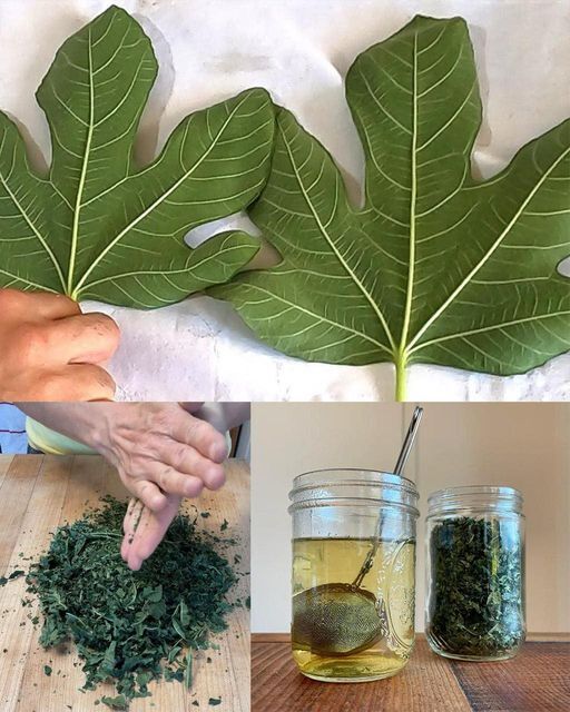 Fig Leaves: A Natural Solution for Managing Diabetes