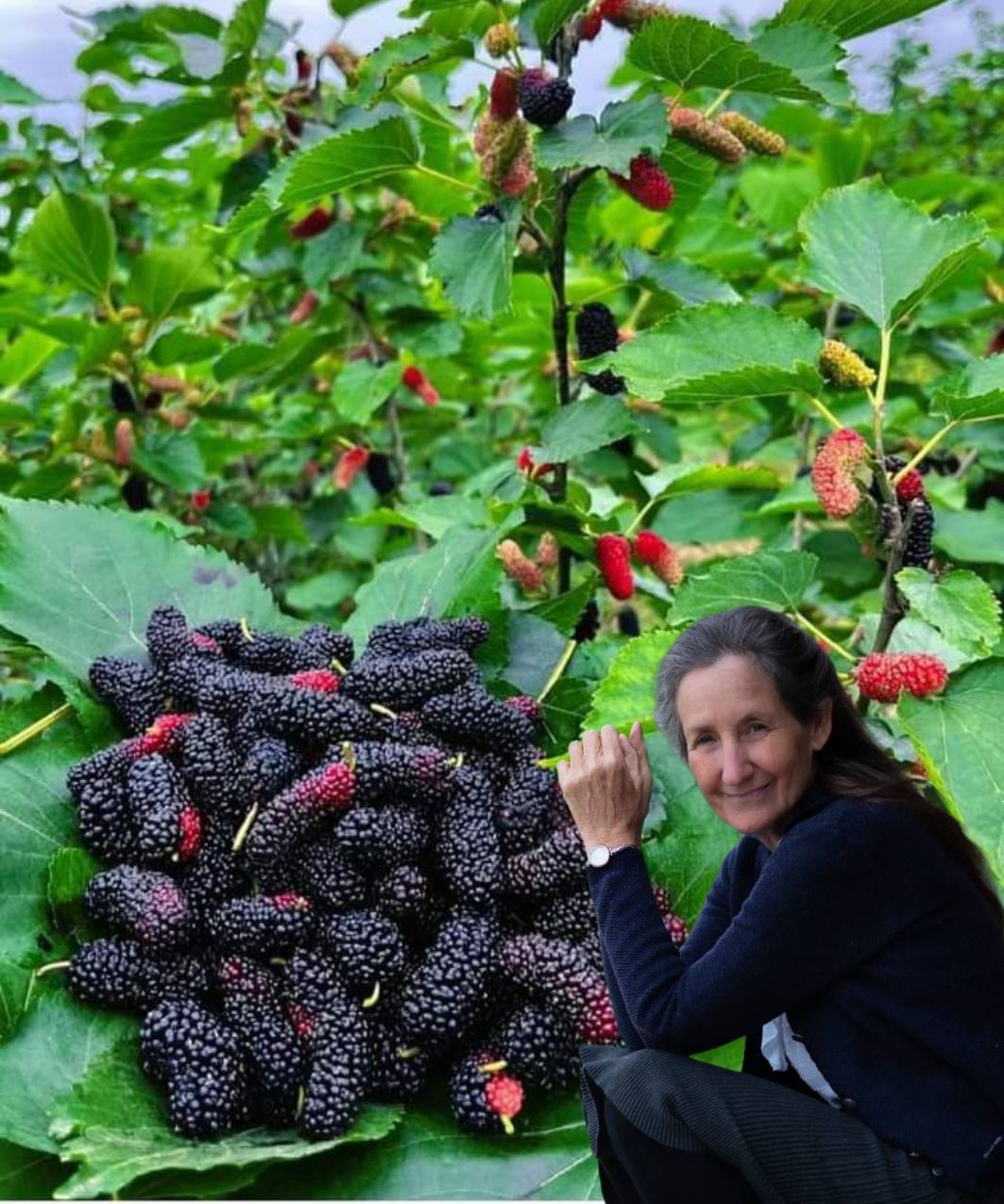 10 Health Benefits of Mulberries and How to Use Them for Better Health