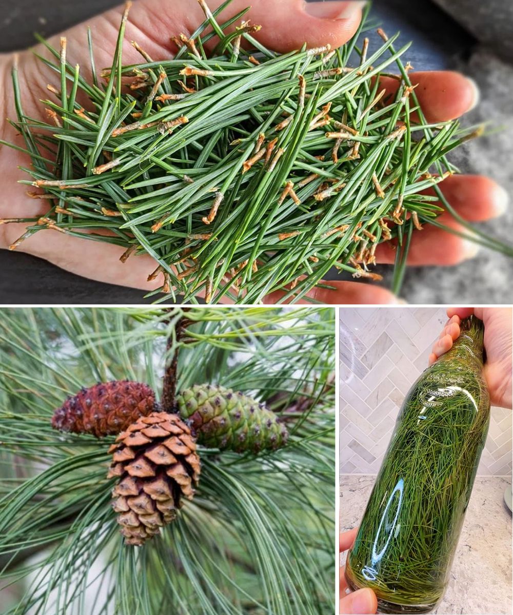 12 Health Benefits of Pine Needles You Need to Know