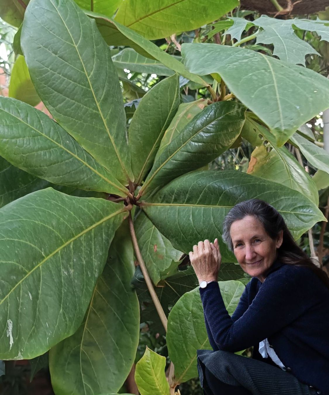 13 Incredible Benefits of Almond Tree Leaves for Your Health