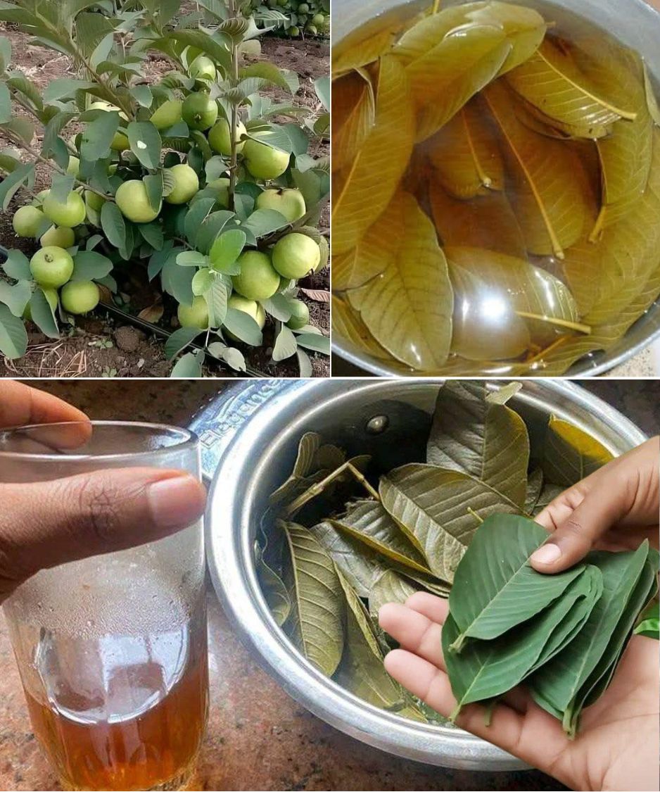 16 Incredible Benefits of Guava Leaves