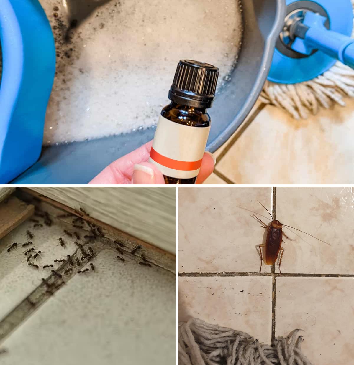 Clean Your Floor With These Essential Oils To Keep Ants and Roaches Away Forever