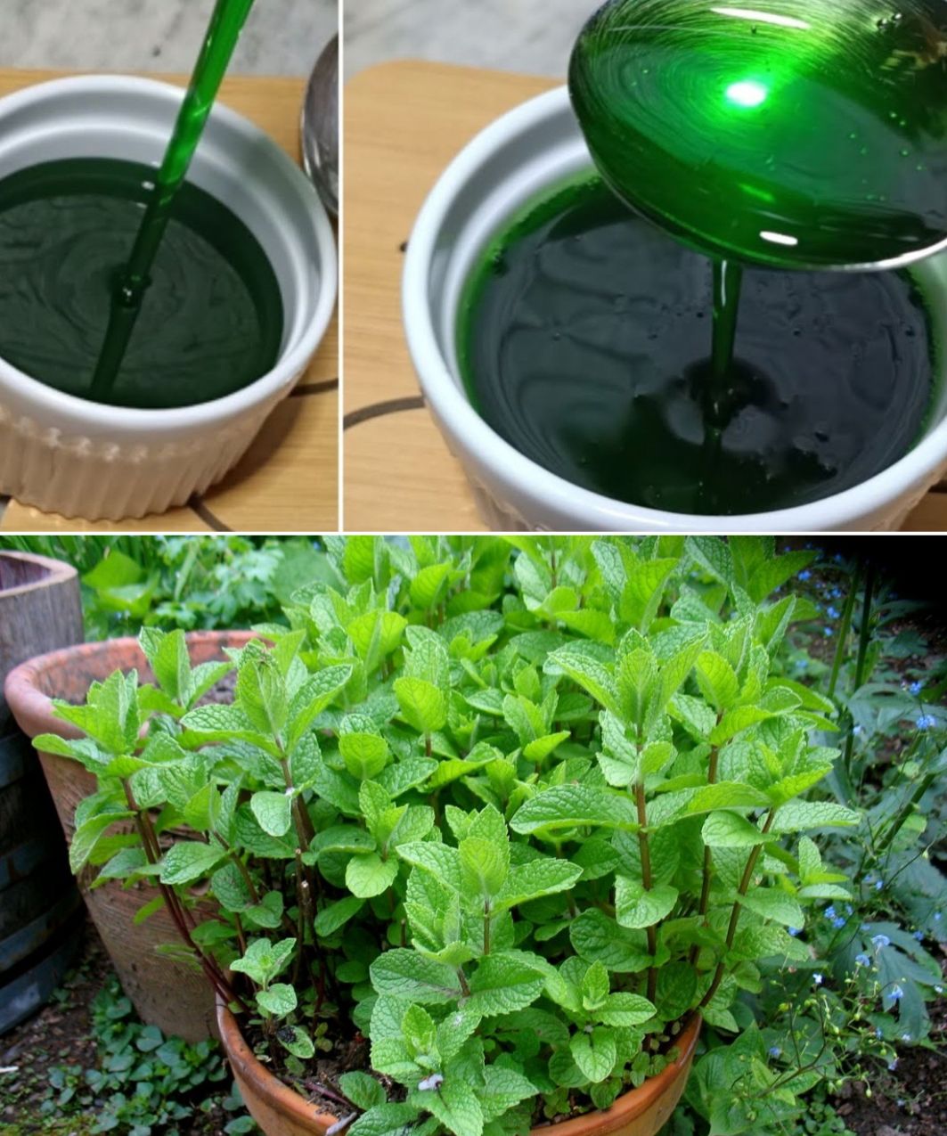 17 Amazing Benefits of Mint Leaves: Why Every Home Should Grow This Plant?