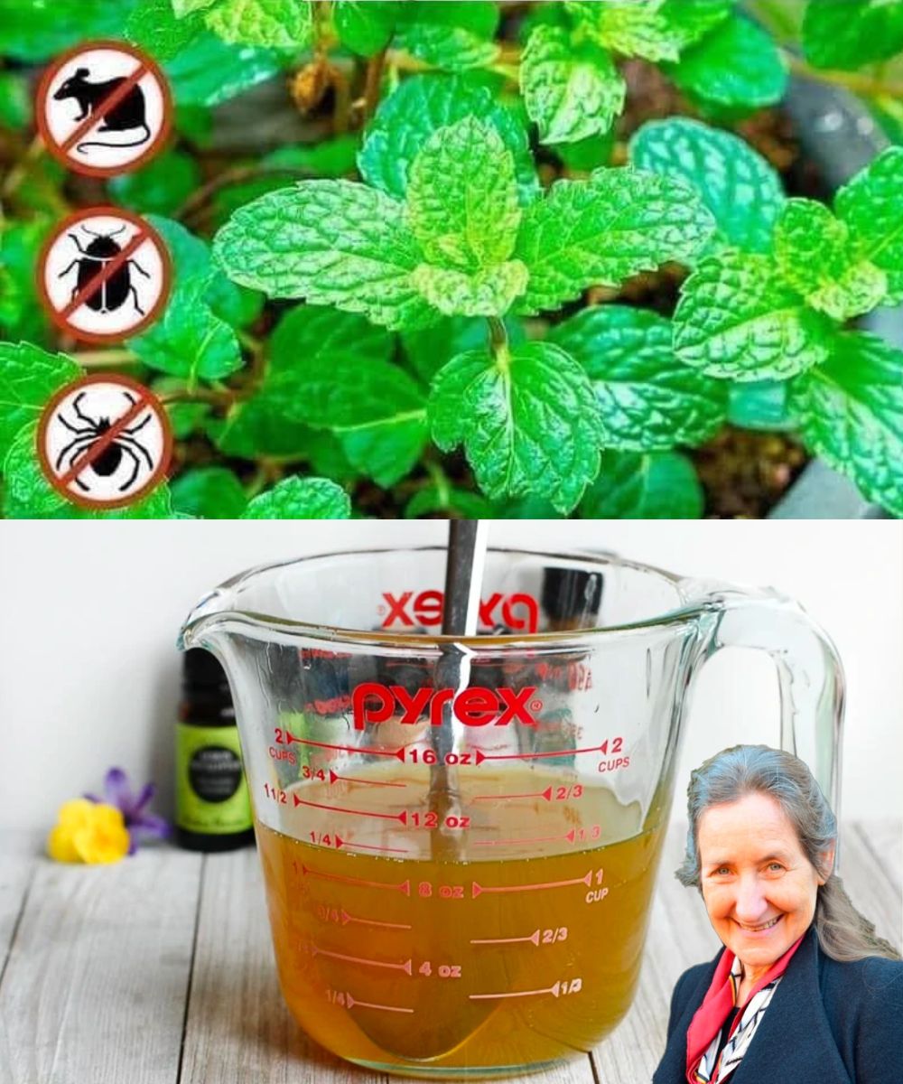 Natural Pest Repellent: Peppermint Spray