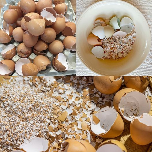 Unlock the Hidden Potential of Eggshells: Creative Uses Around Your Home